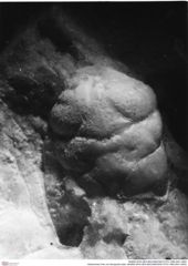 Historisches Foto von Decapoda indet. (NHMW-AFW-GEO-BACHMAYER-FOTO-1990-0041-2583)
